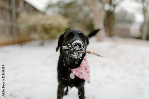 A black lab mix plays with a stick in the snow