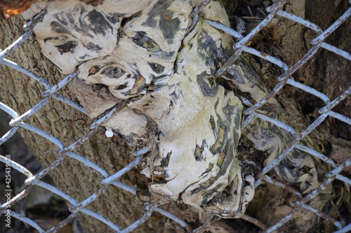 chain link fence enmeshed in old wood photo