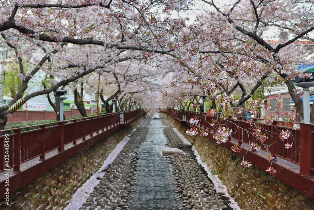 Scenery of yeojwacheon Stream in jinhae, Changwon, Gyeongnam, South Korea, Asia Scenery of yeojwacheon Stream in jinhae, Changwon, Gyeongnam, South Korea, Asia