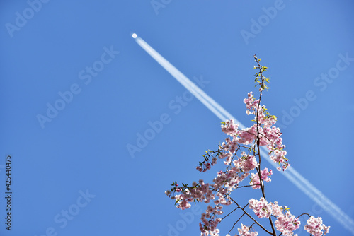 桜と飛行機雲