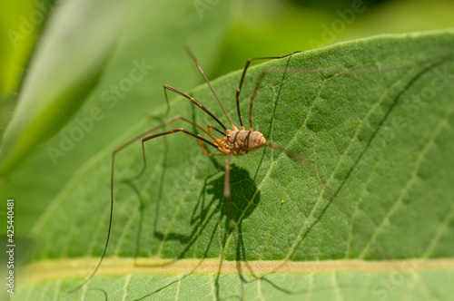 long legged spider on a green leaf