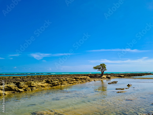 Árvore isolada com raiz em recife de coral durante a maré baixa