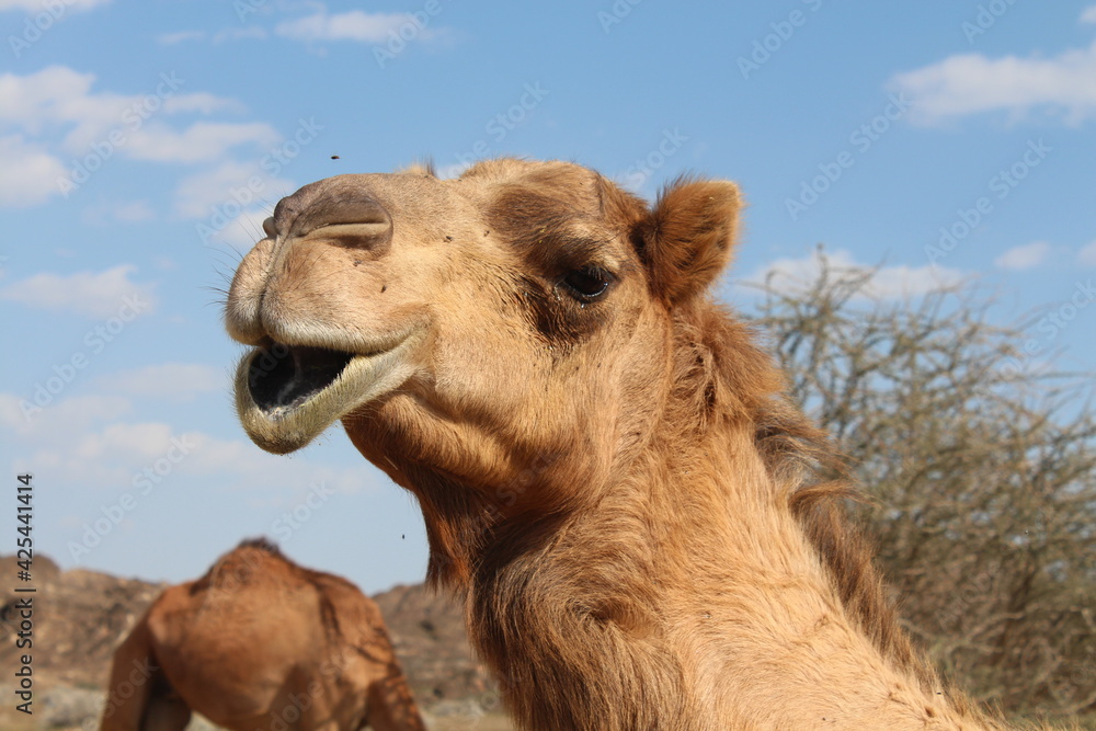 Fototapeta premium Camels in the DUBAI desert by Christian Gintner
