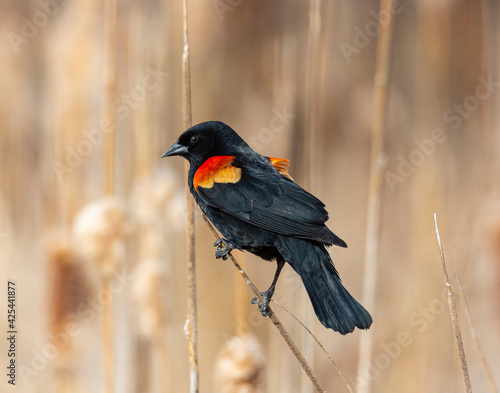Red winged blackbird perched on cattail photo