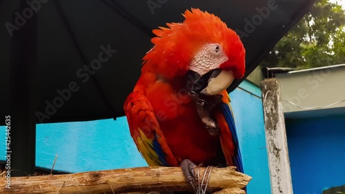 Scarlet macaw in a zoo. Scarlet macaw on a branch of the zoo.
