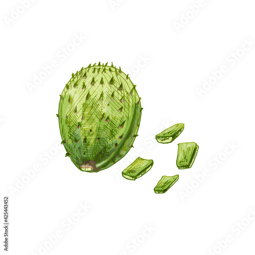 Nopal cactus slice and whole. Vector vintage hatching color illustration.