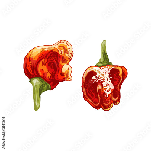 Whole and half pepper dragon breath. Vector vintage hatching color illustration.
