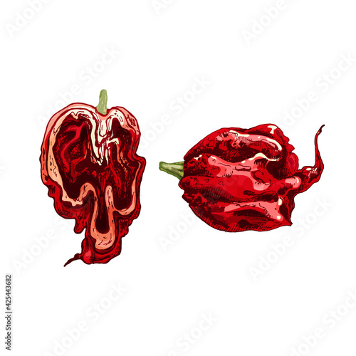 Whole and half pepper tabasco. Vector vintage hatching color illustration.