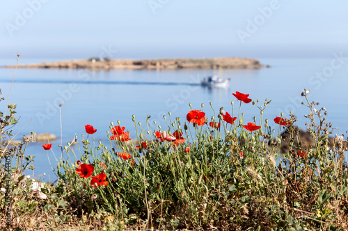 Grass, poppies and wildflowers grows against the sea photo