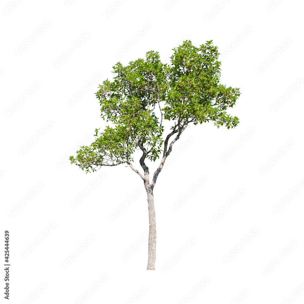 Tree isolated on white background. Tree isolated on white background.