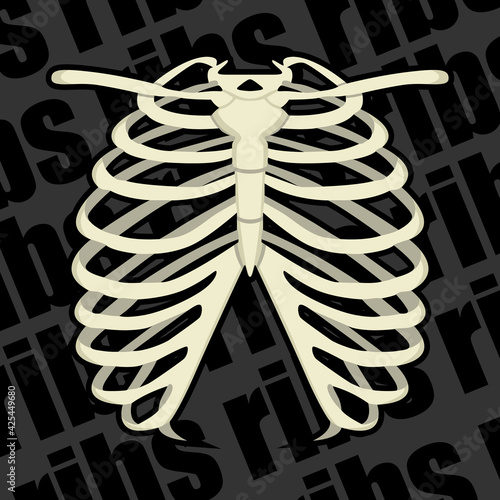 Image of a part of a human skeleton. Anatomical image. Human ribs.
