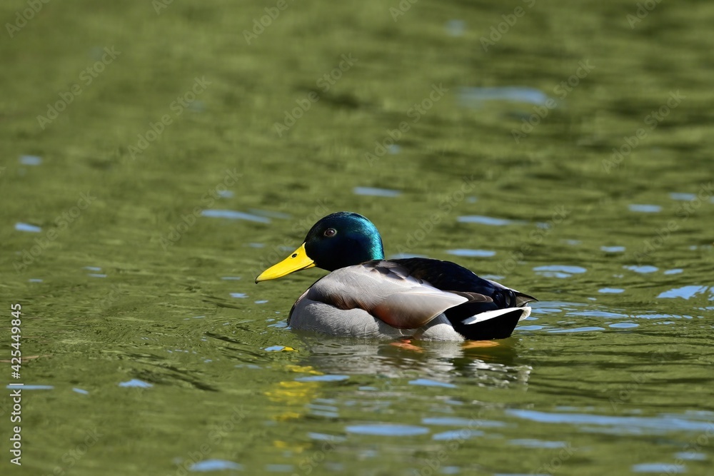 Obraz premium グリーンの水面をのんびりと泳ぐマガモ オス