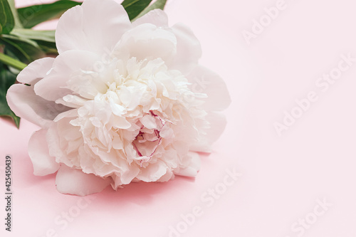 White peony flower on pink background with copy space. Flowery postcard for summer holiday