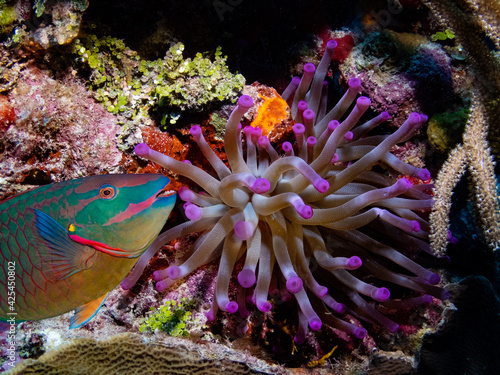 Fototapeta anemone with parrotfish