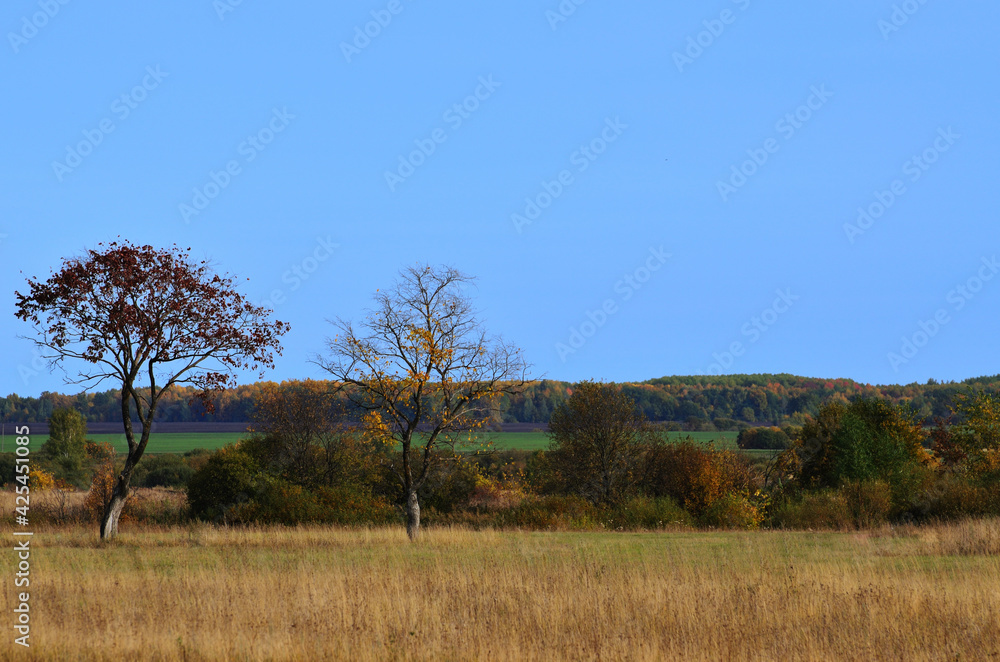Fototapeta premium Panorama of the autumn landscape. Two trees without leaves against the blue sky among the yellow meadow grass. High quality photo