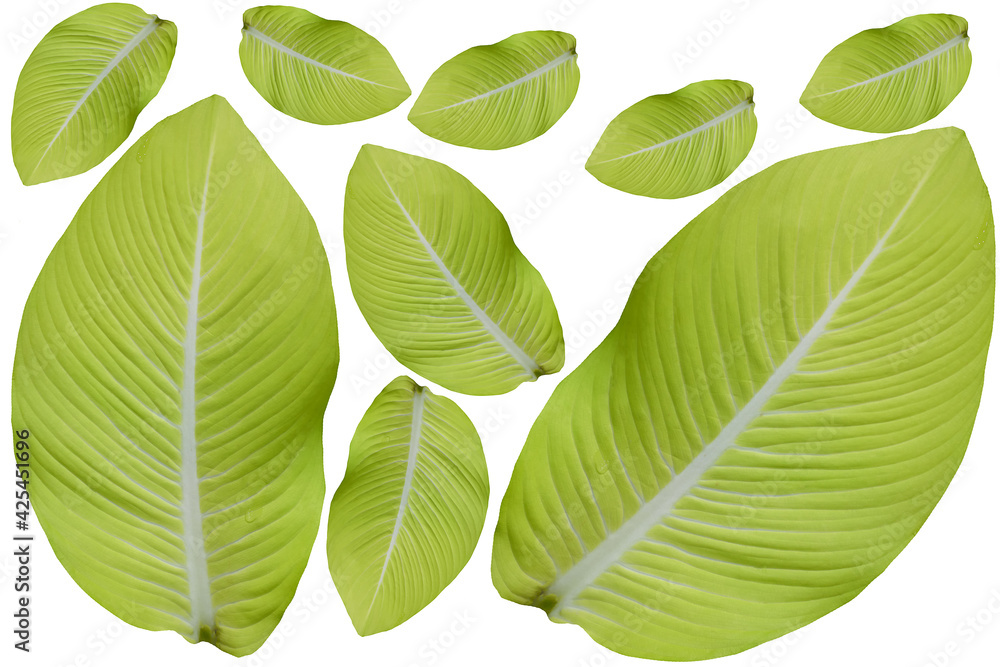 Obraz premium green leaf isolated on white background