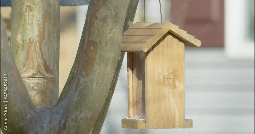 A small avian bird species, common name Tufted Titmouse lands on a feeder to collect seed in its beak and flies away to nearby tree branches to crack open and each the fatty high energy nut inside A small avian bird species, common name Tufted Titmouse lands on a feeder to collect seed in its beak and flies away to nearby tree branches to crack open and each the fatty high energy nut inside