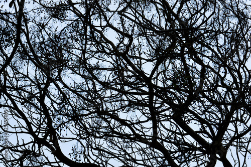 tree branches against sky