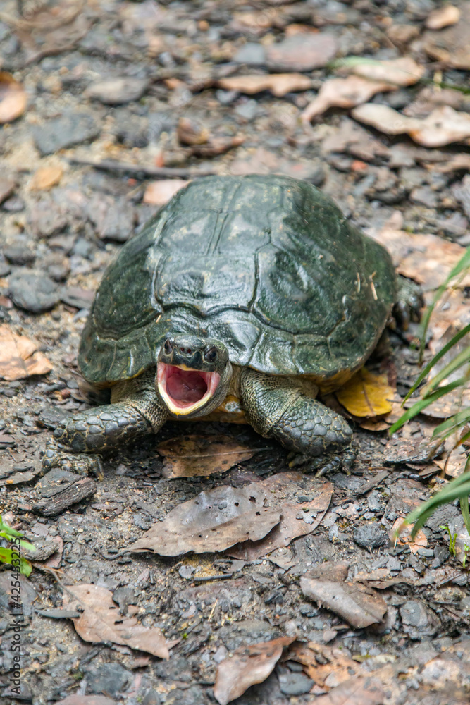 Fototapeta premium A adult male Spiny turtle (Heosemys spinosa) is covered in lots of algae and open the mouth. A South-East Asian turtle species. It inhabits lowland and hill rainforest.