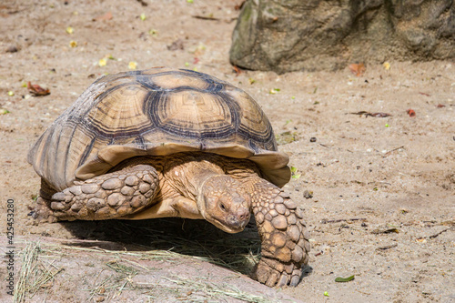 The African spurred tortoise (Centrochelys sulcata) is a species of tortoise, which inhabits the southern edge of the Sahara desert in Africa. It is the third-largest species of tortoise in the world.