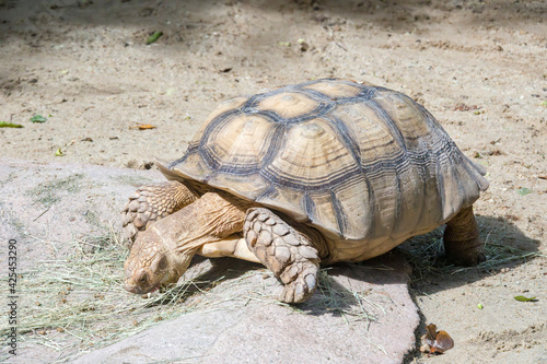 The African spurred tortoise eats grass. It is a species of tortoise, which inhabits the southern edge of the Sahara desert in Africa. It is the third-largest species of tortoise in the world.