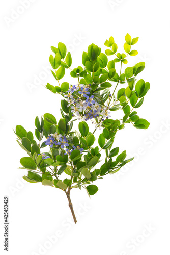 Close up Lignum Vitae (Guaiacum officinale Linn) and green leaves on black background isolated photo