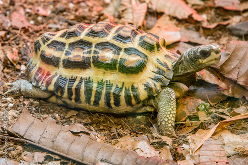 Flat-backed spider tortoise (Pyxis planicauda) is a tortoise that belongs to the family Testudinidae.
It is endemic to the west coast of Madagascar and classified as critically endangered. photo