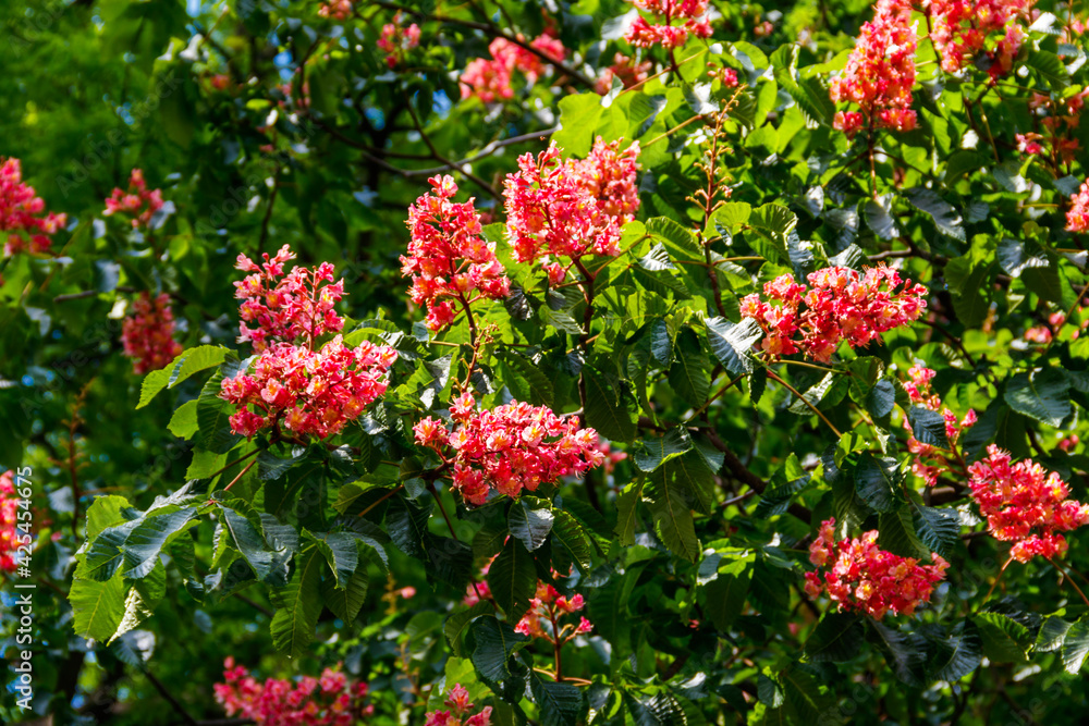 Blooming red horse-chestnut (Aesculus × carnea) at spring Blooming red horse-chestnut (Aesculus × carnea) at spring