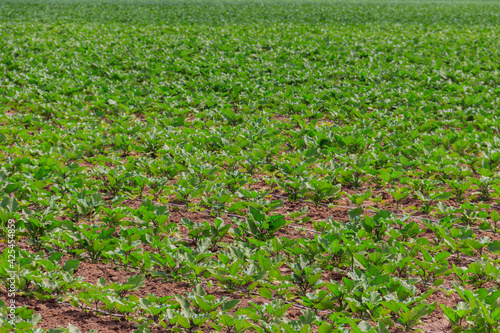 Green kohlrabi growing on the agricultural field