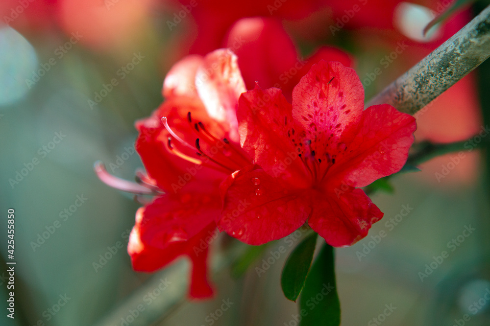Fototapeta premium a red flower in drops of water