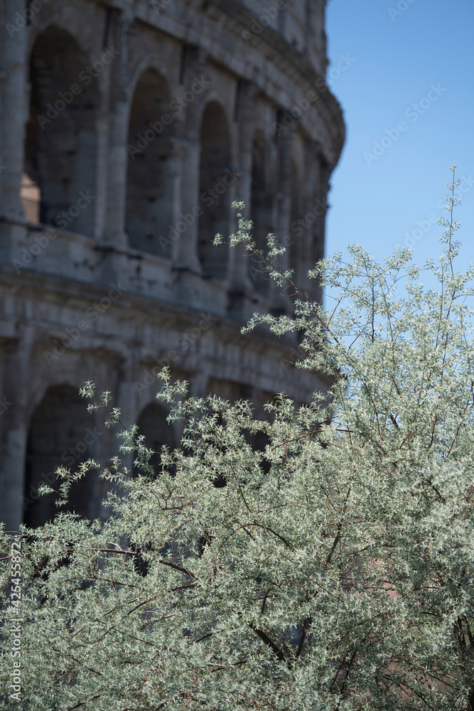 Obraz premium Colosseum of Rome in Italy. High quality photo