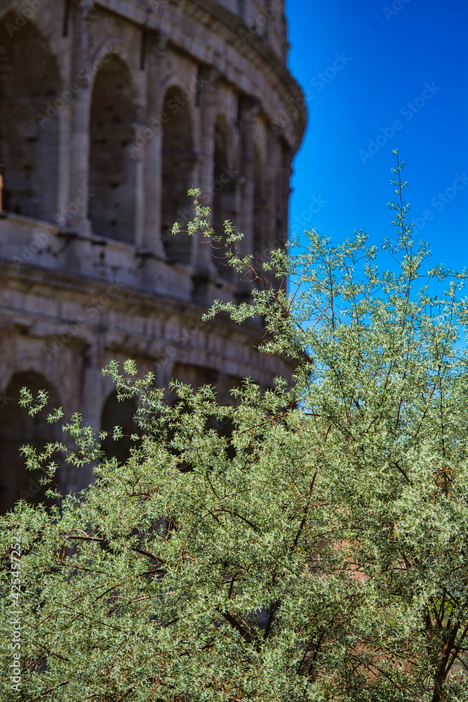 Obraz premium Colosseum of Rome in Italy. High quality photo