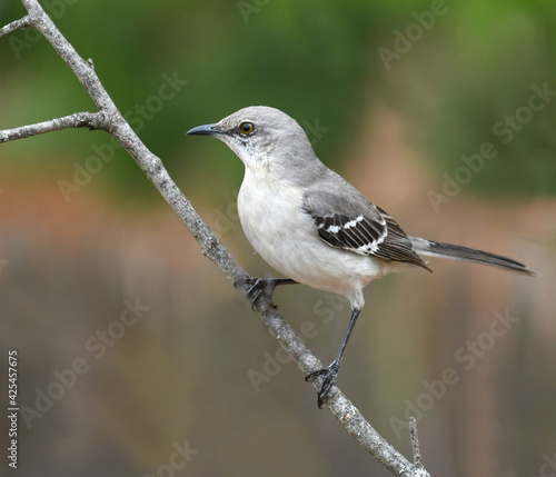 mockingbird standing on tree branch photo