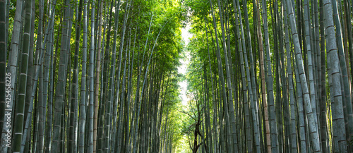 bamboo forest in the morning , Kyoto Japan © Champ