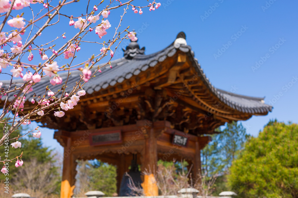 Beautiful cherry blossom over blue cloudless sky with a pagoda in the background
