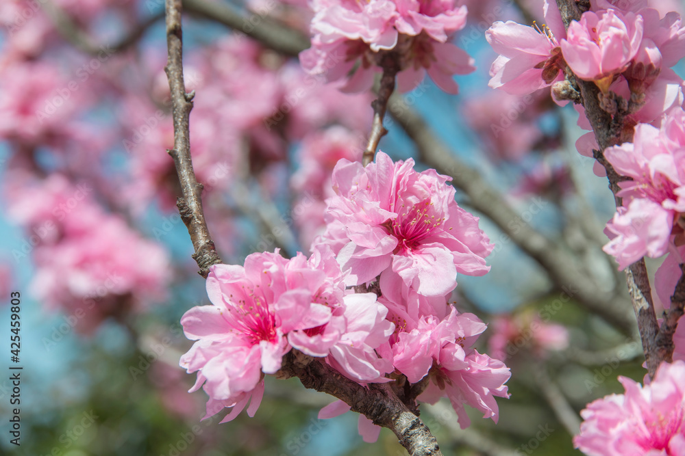 Fototapeta premium 美しいハナモモのクローズアップ（鳥取県）