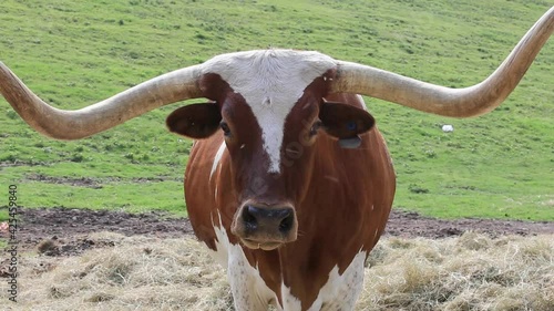 Wallpaper Mural Texas Longhorn looking Torontodigital.ca