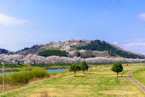 一目千本桜 宮城県 大河原町