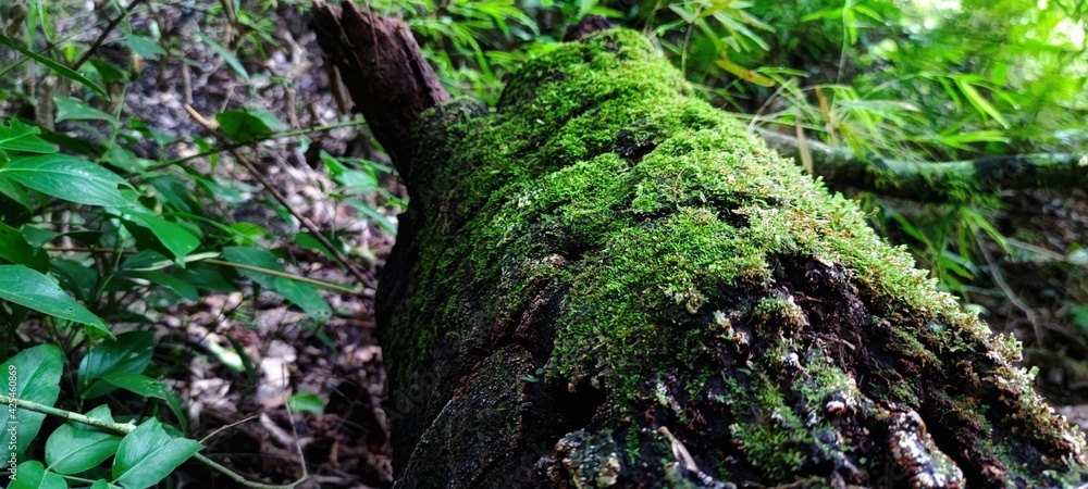 Fototapeta premium green moss on the tree