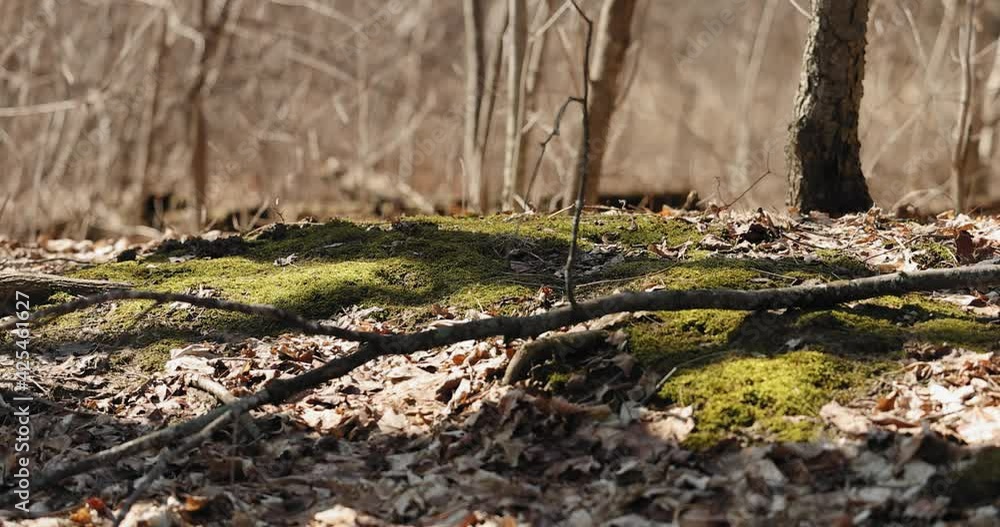 Dead leaves and green moss covering the forest floor during the early spring. Dead leaves and green moss covering the forest floor during the early spring.