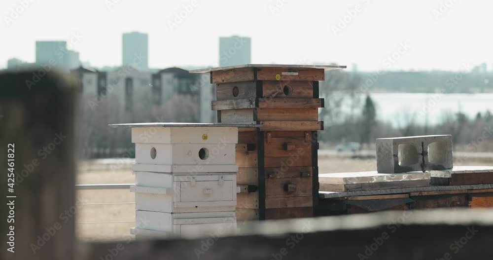 Beautiful beekeeping Langstroth hive farm with a beautiful blue hour cityscape of Ottawa in the background filmed from a farm in Gatineau. Beautiful beekeeping Langstroth hive farm with a beautiful blue hour cityscape of Ottawa in the background filmed from a farm in Gatineau.