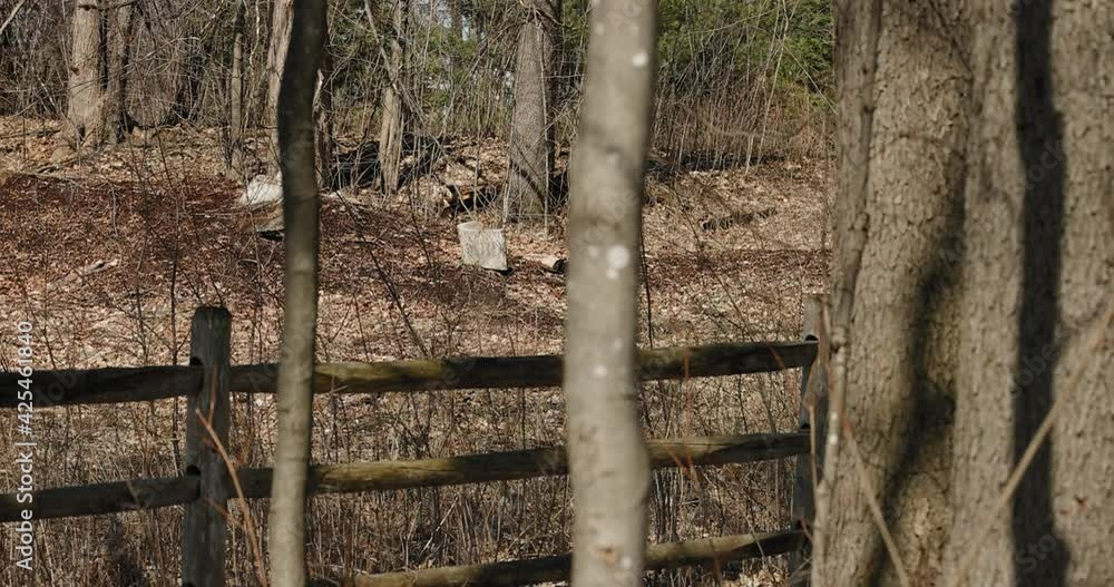 Peering through the trees and beyond a wood fence into the forest. Peering through the trees and beyond a wood fence into the forest.