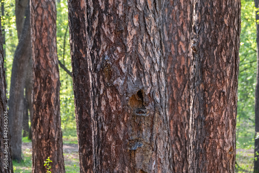 Fototapeta premium Straight trunks of evergreen pine trees in spring