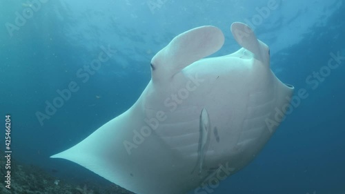 Wallpaper Mural A large oceanic Manta Ray sweeps over a diver displaying its large wing span as it glides through the water Torontodigital.ca