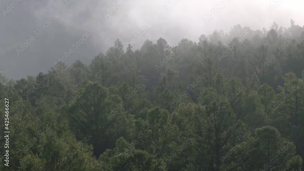 Fog drifts over treetops. Strong wind shakes branches. Low rain clouds on horizon, approaching storm in forest Fog drifts over treetops. Strong wind shakes branches. Low rain clouds on horizon, approaching storm in forest