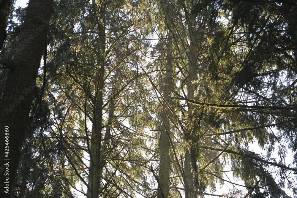 Obraz premium Through The Trees
