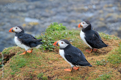 Colorful Puffins on Treshnish Isles off the Coast of Scotland © Erica Ruth