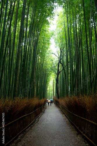 Fototapeta Naklejka Na Ścianę i Meble -  Kyoto
