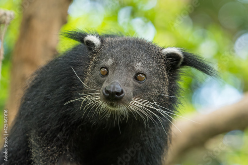 Close up of Binturong face looking into a distance