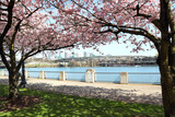 Springtime in Portland - Cherry blossoms in full bloom at the waterfront.